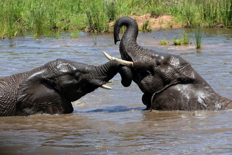 Tsheshepe Safari Lodge - Welgevonden Game Reserve, South Africa