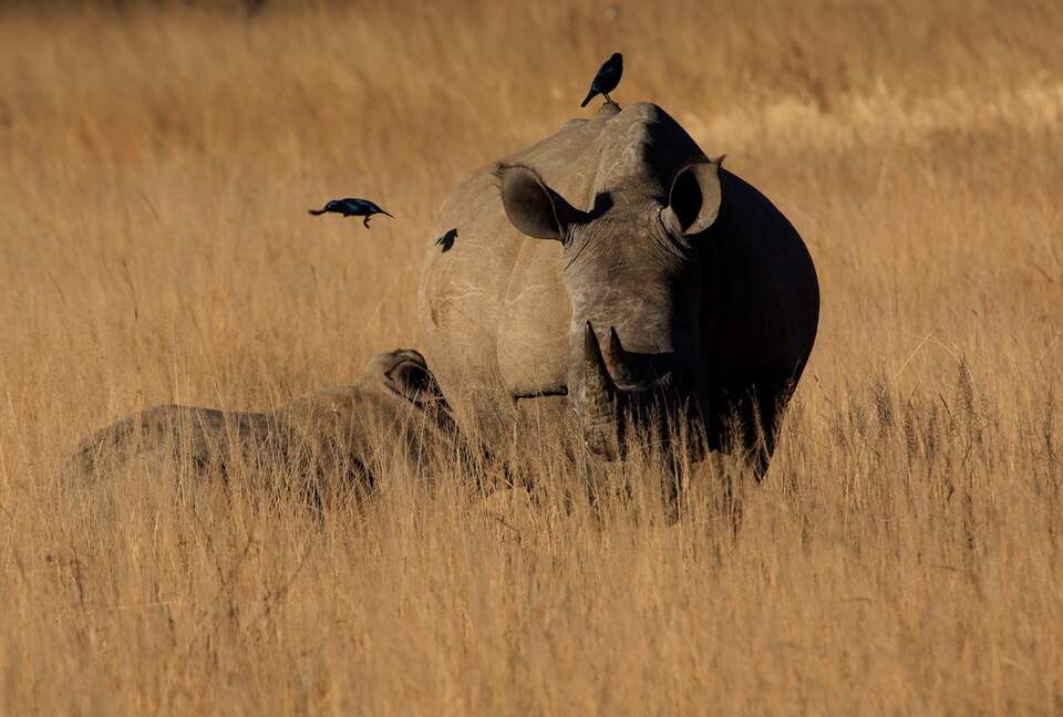 Tsheshepe Safari Lodge - Welgevonden Game Reserve, South Africa