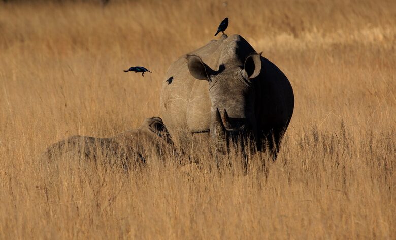 Tsheshepe Safari Lodge - Welgevonden Game Reserve, South Africa