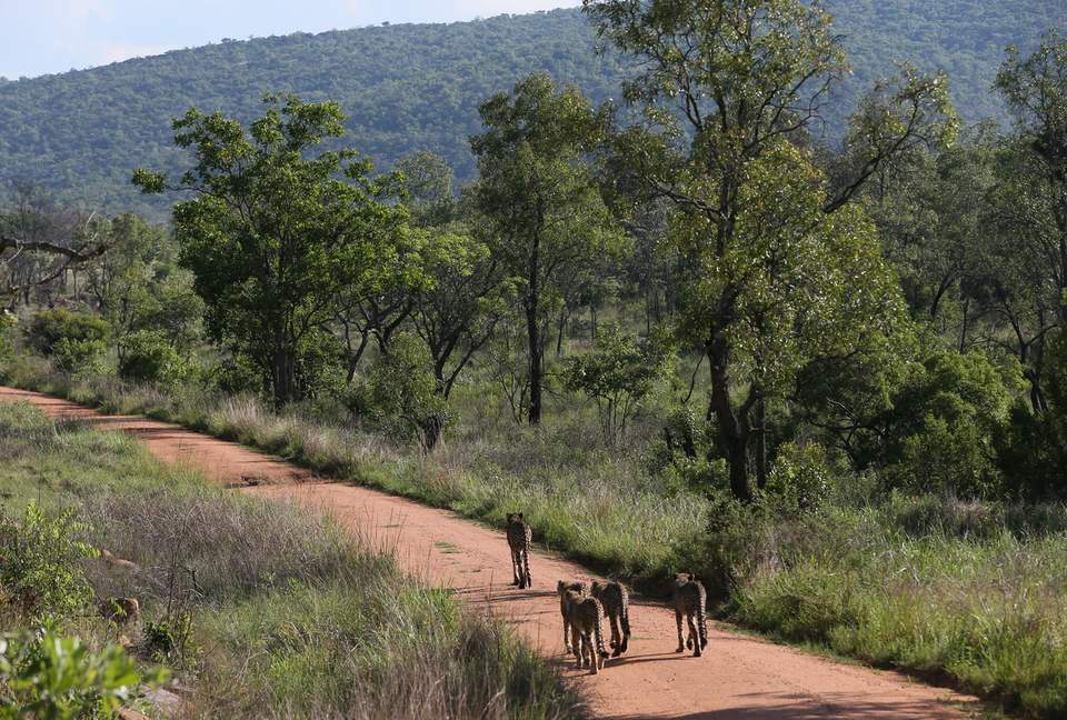 Tsheshepe Safari Lodge - Welgevonden Game Reserve, South Africa