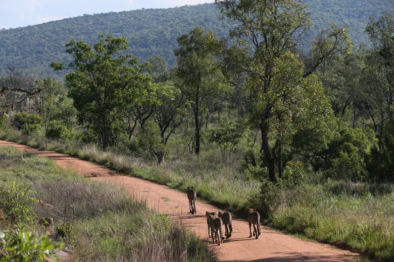Tsheshepe Safari Lodge - Welgevonden Game Reserve, South Africa