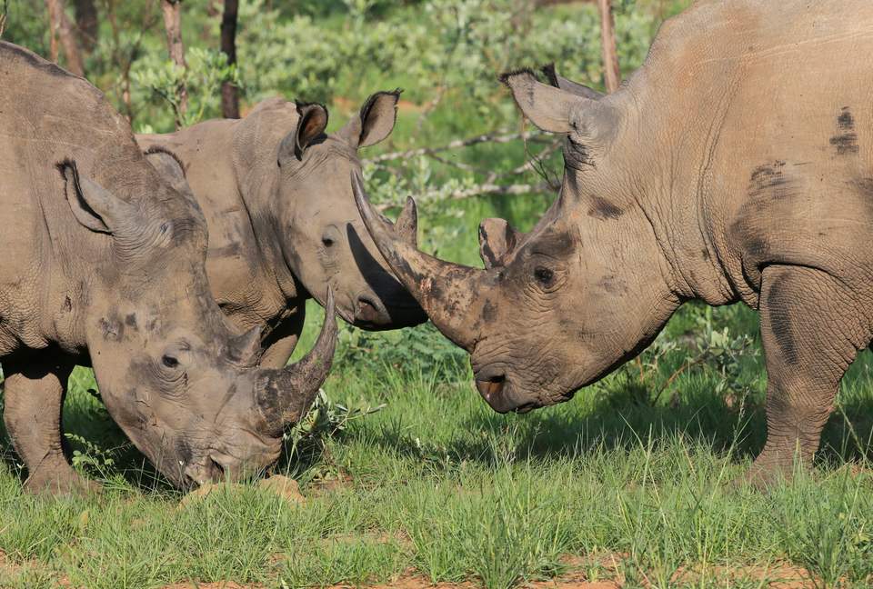 Tsheshepe Safari Lodge - Welgevonden Game Reserve, South Africa