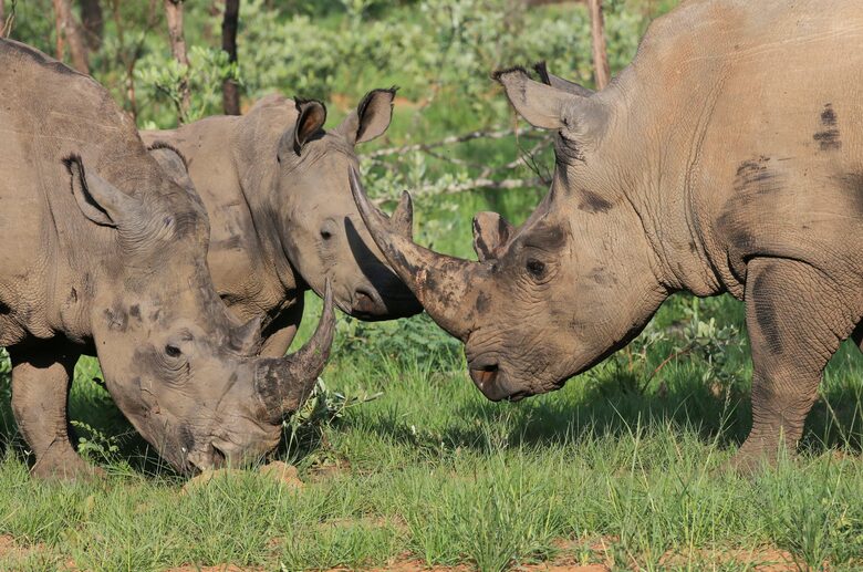 Tsheshepe Safari Lodge - Welgevonden Game Reserve, South Africa