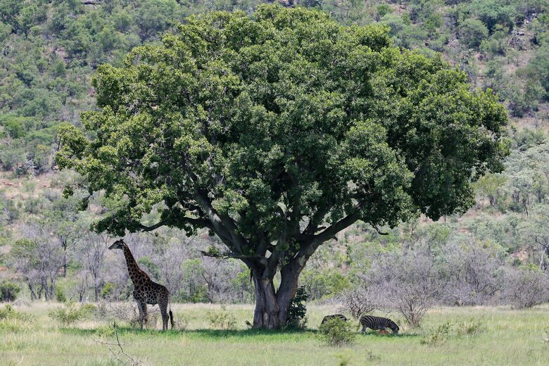 Tsheshepe Safari Lodge - Welgevonden Game Reserve, South Africa