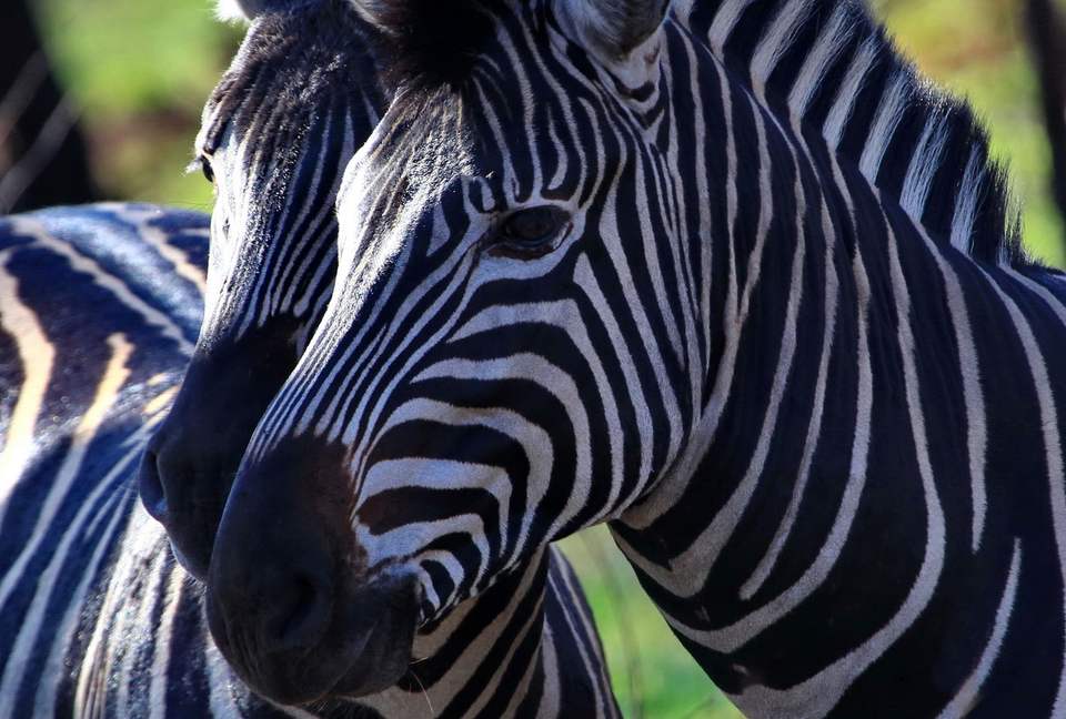 Tsheshepe Safari Lodge - Welgevonden Game Reserve, South Africa
