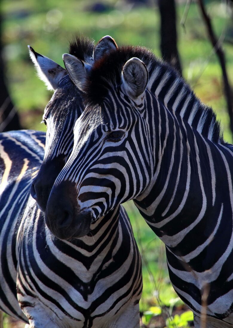Tsheshepe Safari Lodge - Welgevonden Game Reserve, South Africa
