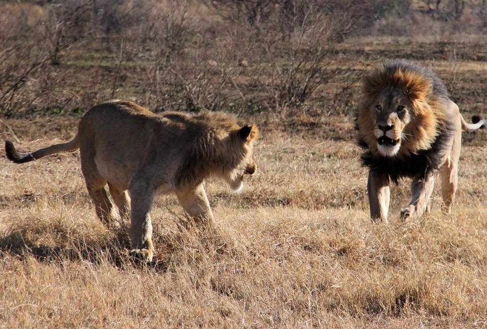 Tsheshepe Safari Lodge - Welgevonden Game Reserve, South Africa