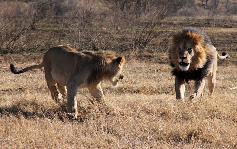 Tsheshepe Safari Lodge - Welgevonden Game Reserve, South Africa