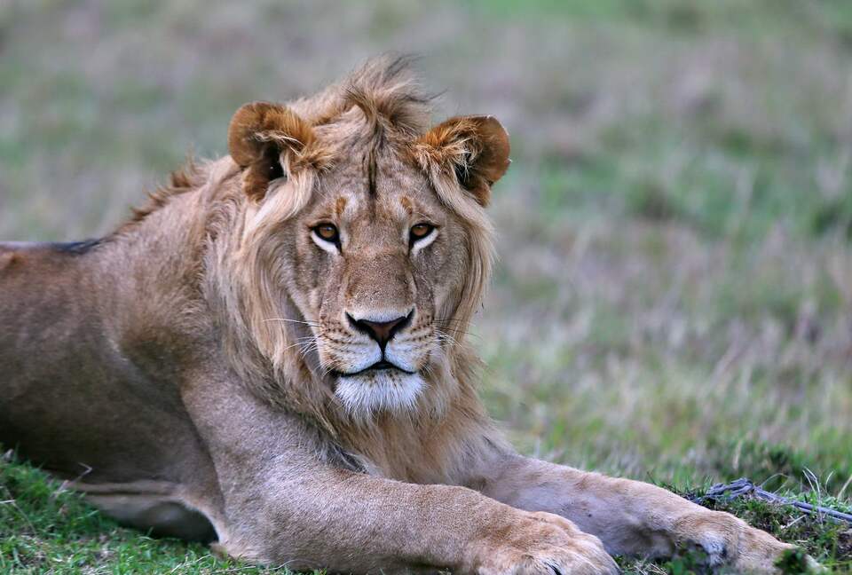 Tsheshepe Safari Lodge - Welgevonden Game Reserve, South Africa