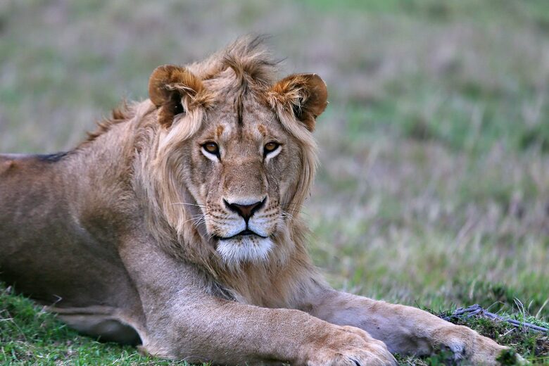 Tsheshepe Safari Lodge - Welgevonden Game Reserve, South Africa