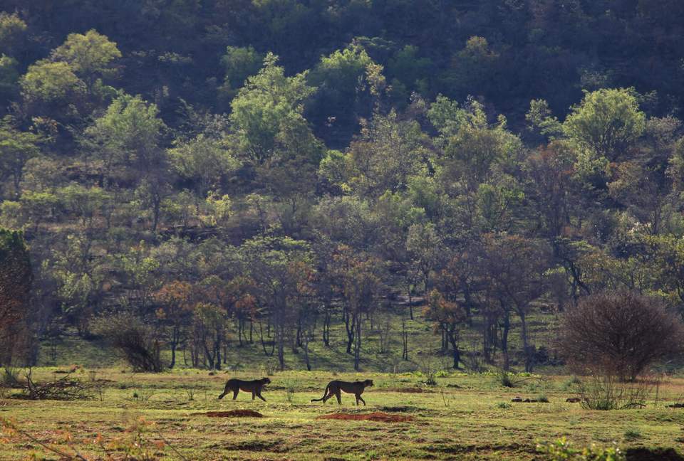 Tsheshepe Safari Lodge - Welgevonden Game Reserve, South Africa