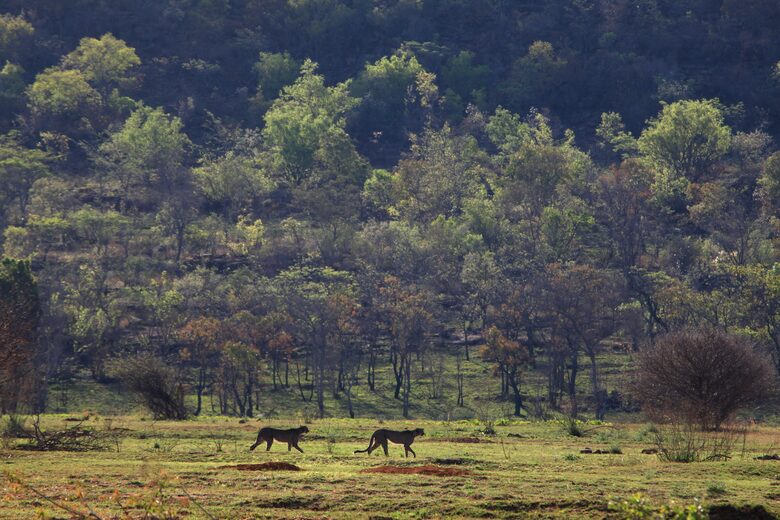 Tsheshepe Safari Lodge - Welgevonden Game Reserve, South Africa