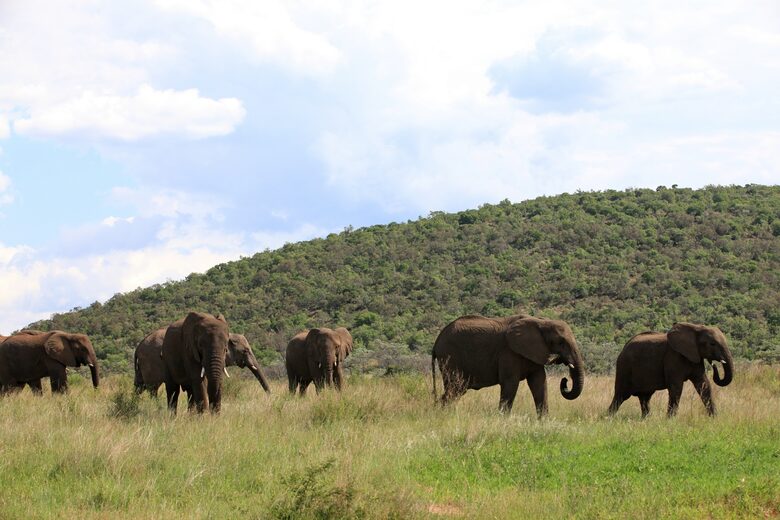 Tsheshepe Safari Lodge - Welgevonden Game Reserve, South Africa