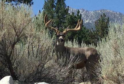 Tahoe Nevada Log Home - Gardnerville, Nevada