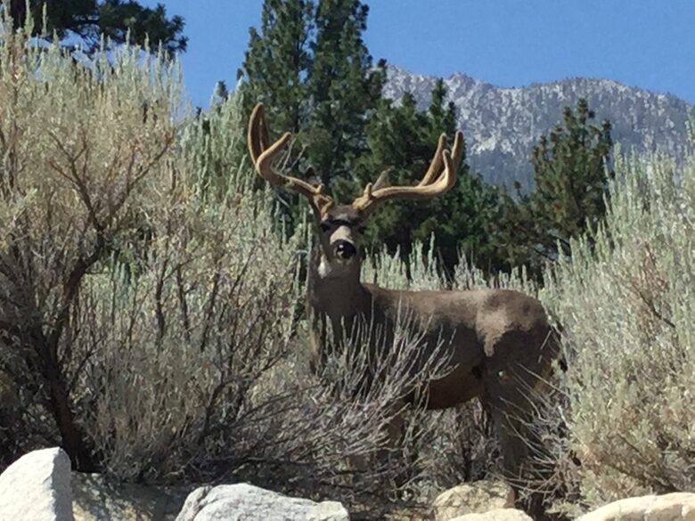 Tahoe Nevada Log Home - Gardnerville, Nevada