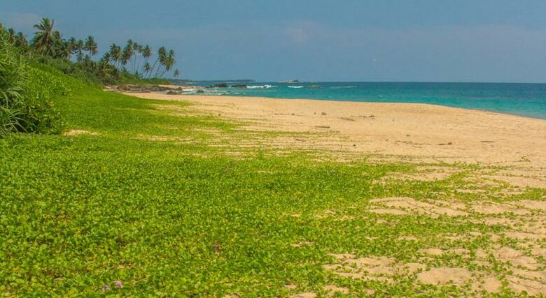 The Penthouse Suite at Amba Ayurveda Boutique Hotel - Balapitiya, Sri Lanka