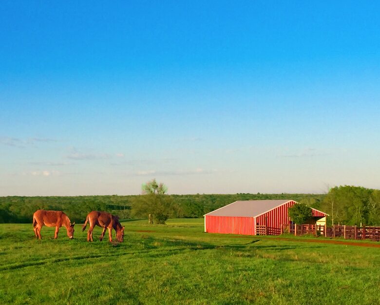 Circle M Ranch - Jewett, Texas