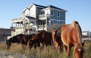 Stargazer Oceanside Home in Carova Beach - Outer Banks - Corolla, North Carolina