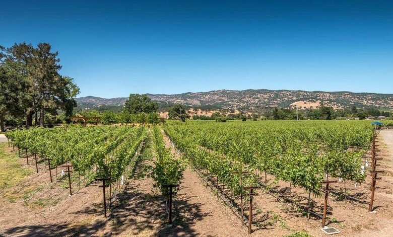 Silver Spur Vineyard - Napa, California