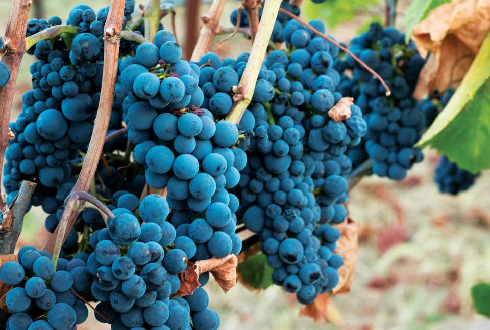 Enriquez Vineyard Cottage - Napa/Sonoma Area - Forestville, California