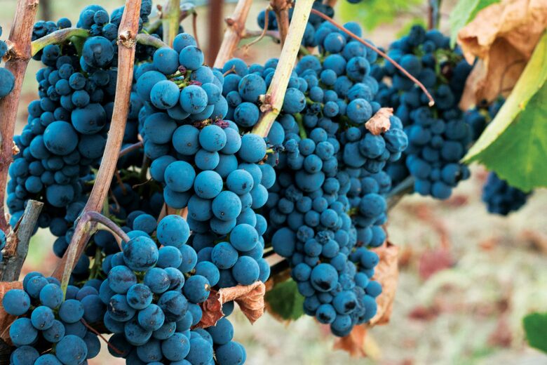 Enriquez Vineyard Cottage - Napa/Sonoma Area - Forestville, California