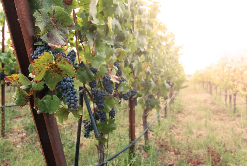 Enriquez Vineyard Cottage - Napa/Sonoma Area - Forestville, California