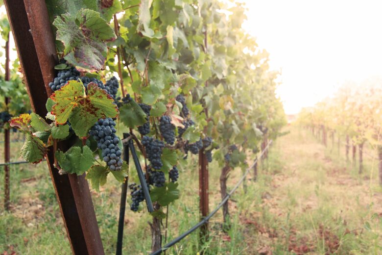 Enriquez Vineyard Cottage - Napa/Sonoma Area - Forestville, California