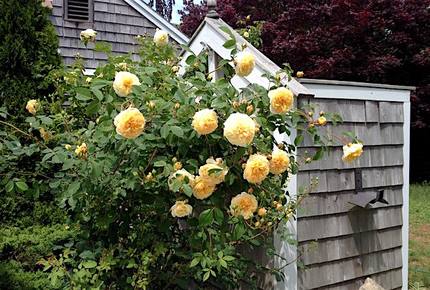 Orleans, Cape Cod, Nature Lovers Paradise - East Orleans, Massachusetts