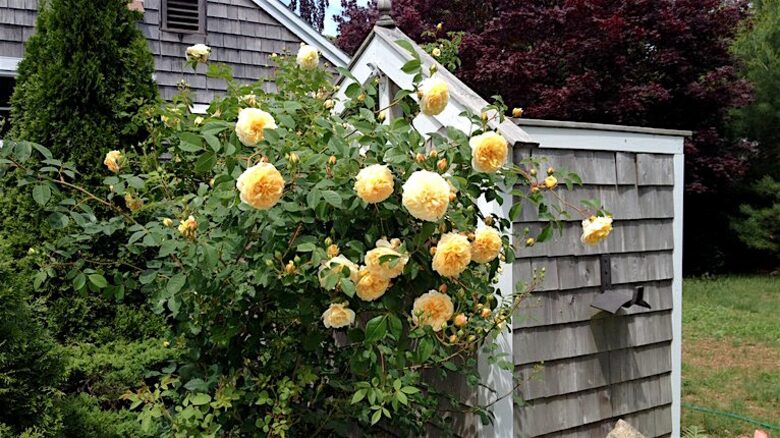 Orleans, Cape Cod, Nature Lovers Paradise - East Orleans, Massachusetts