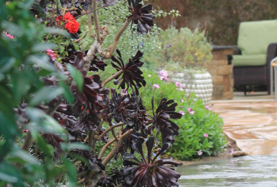 The Starfish Cottage - Ventura, California