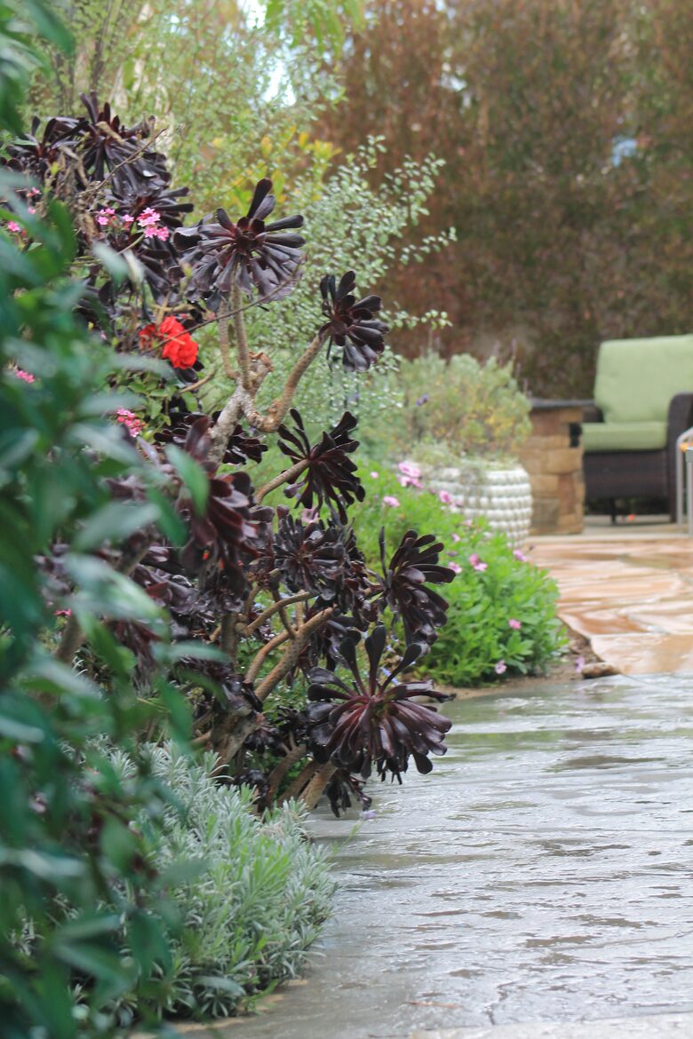 The Starfish Cottage - Ventura, California