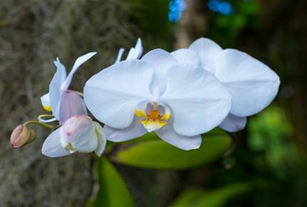 Hanalei Happy Place “The Bungalow” - Hanalei, Kauai, Hawaii