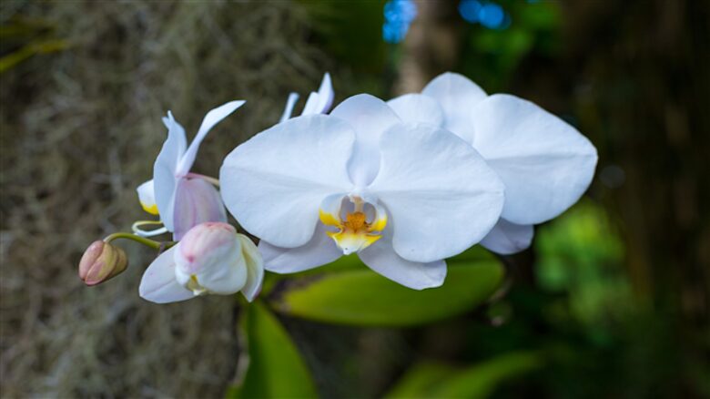 Hanalei Happy Place “The Bungalow” - Hanalei, Kauai, Hawaii