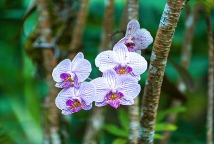 Hanalei Happy Place “The Main House” - Hanalei, Kauai, Hawaii