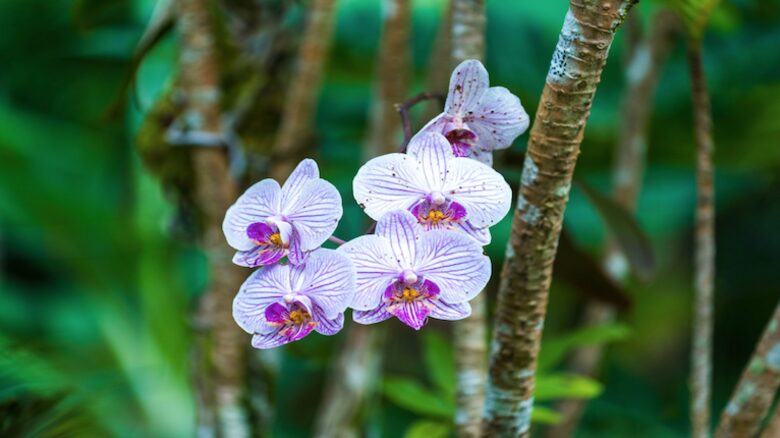 Hanalei Happy Place “The Main House” - Hanalei, Kauai, Hawaii