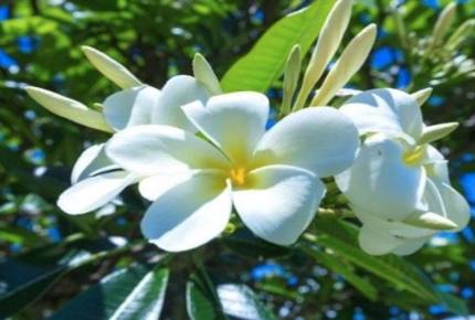 The Cliffs at Princeville - Princeville, Kauai, Hawaii