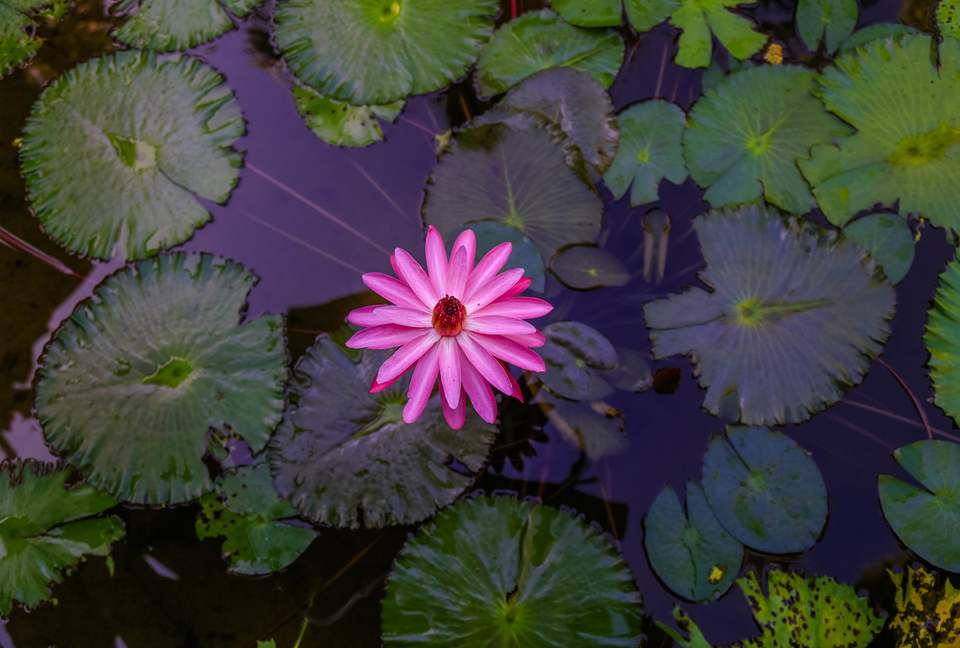 Willow's Estates - St Ann's Bay, Jamaica