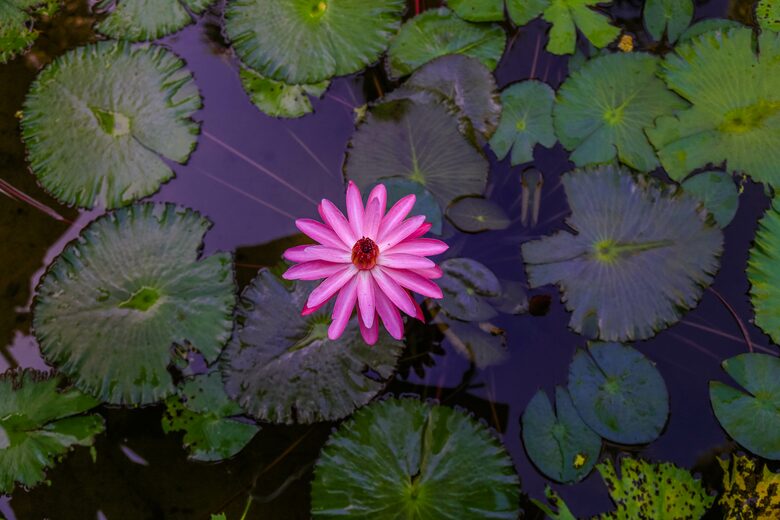 Willow's Estates - St Ann's Bay, Jamaica