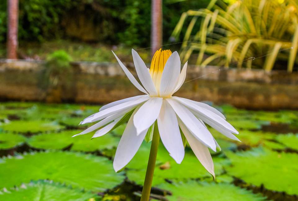 Willow's Estates - St Ann's Bay, Jamaica