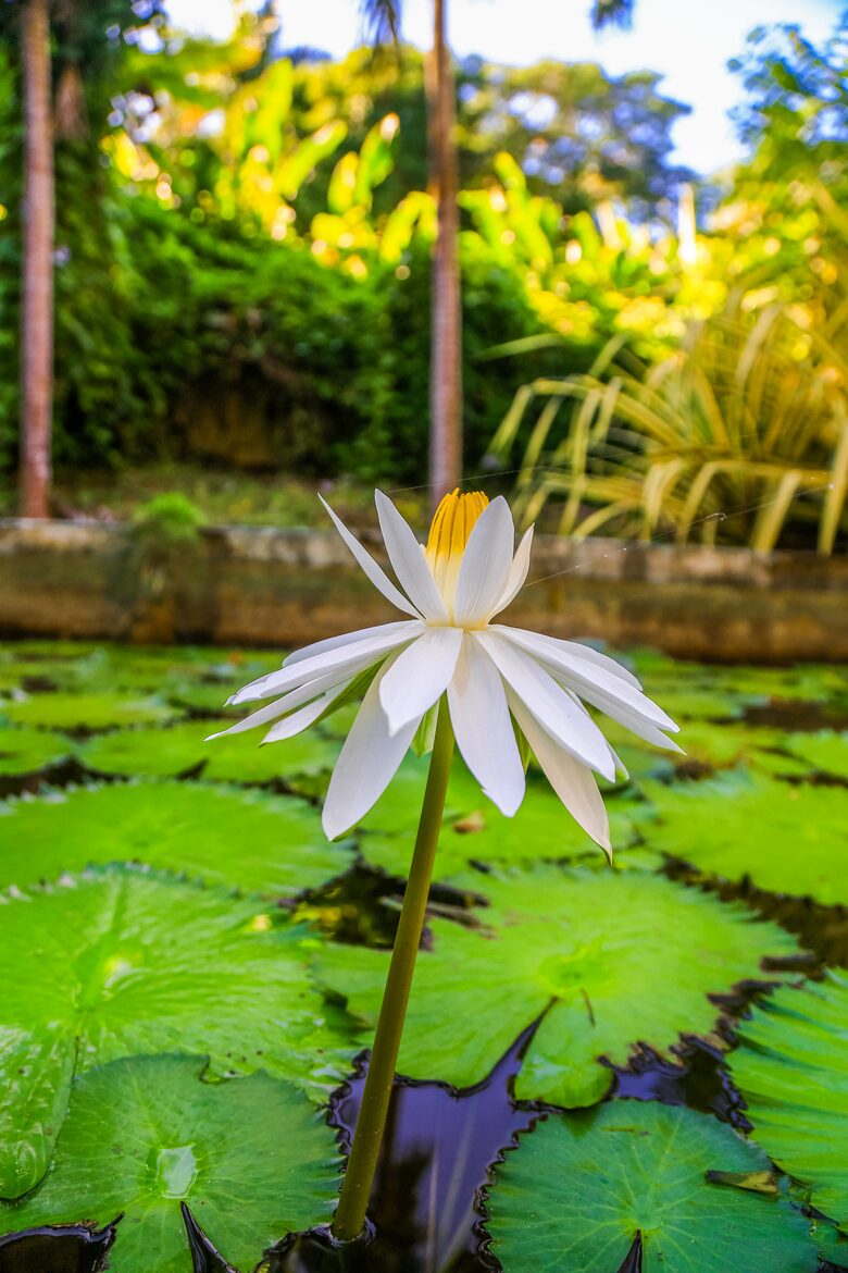Willow's Estates - St Ann's Bay, Jamaica