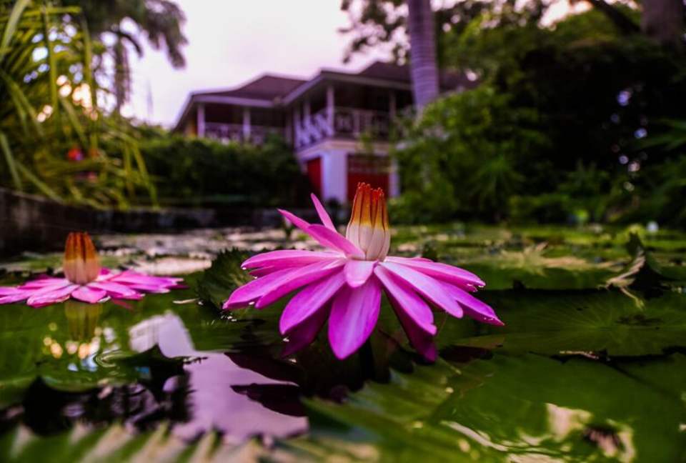 Willow's Estates - St Ann's Bay, Jamaica