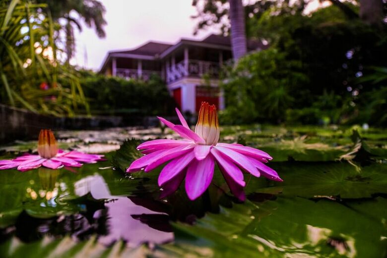 Willow's Estates - St Ann's Bay, Jamaica
