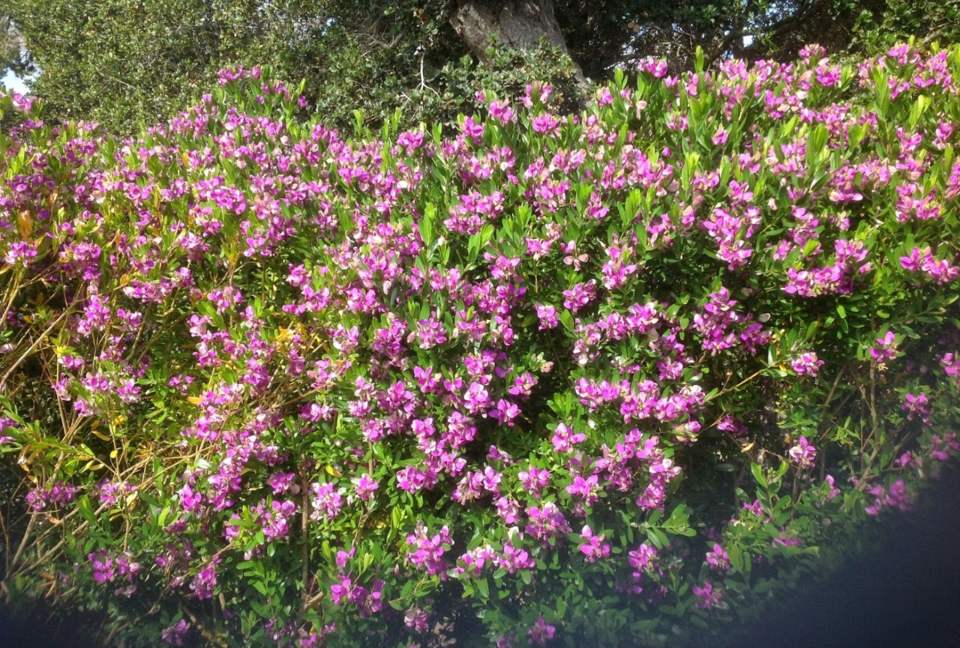 Majestic Monterey Estate - Monterey, California