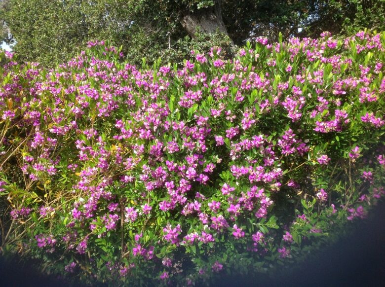 Majestic Monterey Estate - Monterey, California