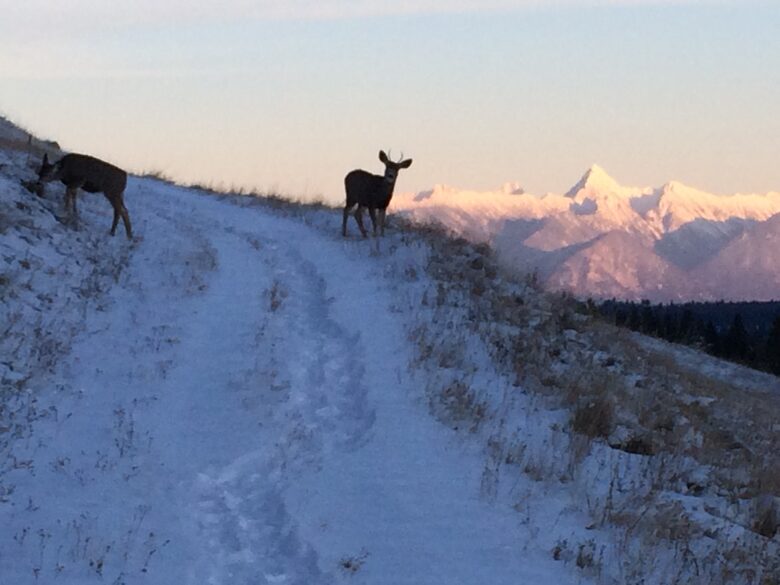Luxury Log Cabin in the Mountains of British Columbia - Kimberley, Canada