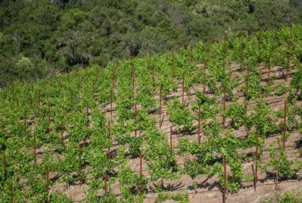 Le Rêve - Fallbrook, California