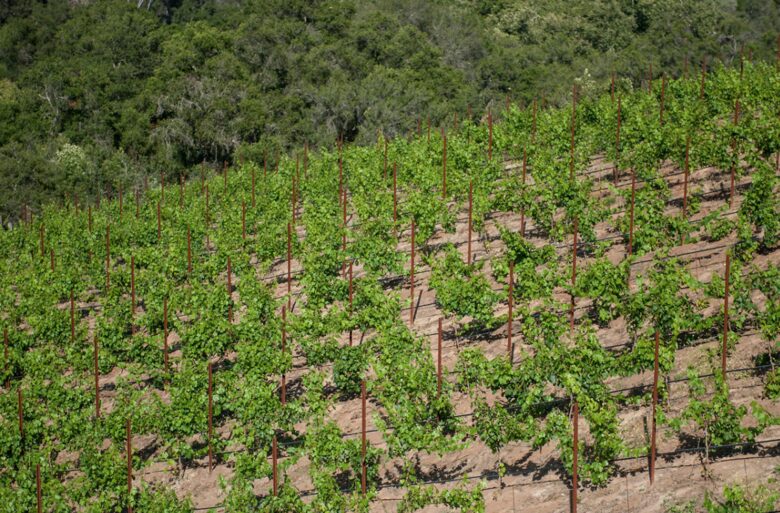 Le Rêve - Fallbrook, California