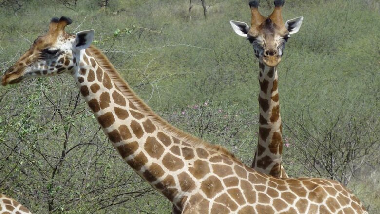 Samatian Island - EXCLUSIVE PRIVATE - Lake Baringo, Kenya