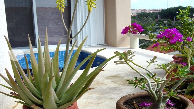 Ocean Front Penthouse - Puerto Aventuras, Mexico