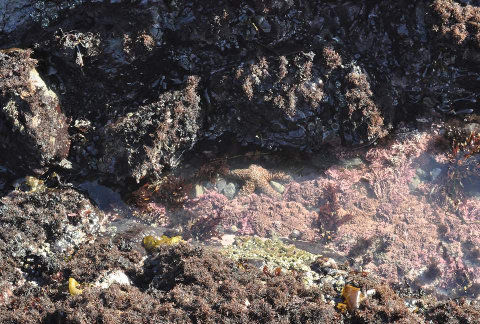 Shelter Cove Pacific Ocean Home - Shelter Cove, California